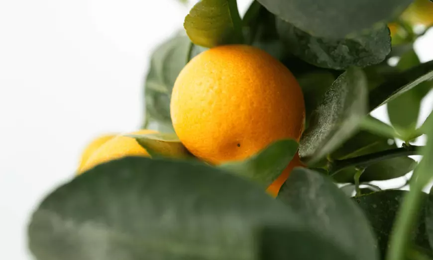 Image 4: Plants de citronnier ou oranger calamondin