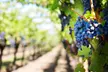 Wine Tasting and Glass of Sangria for One, Two, or Four People at Wilhelm Family Vineyards (Up to 33% Off) - Second Medium