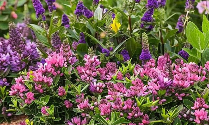 Image 2: Lot de 6 ou 12 arbustes Hebe Veronica Rootz