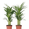 Image 2: Luftreinigende Areca-Palme