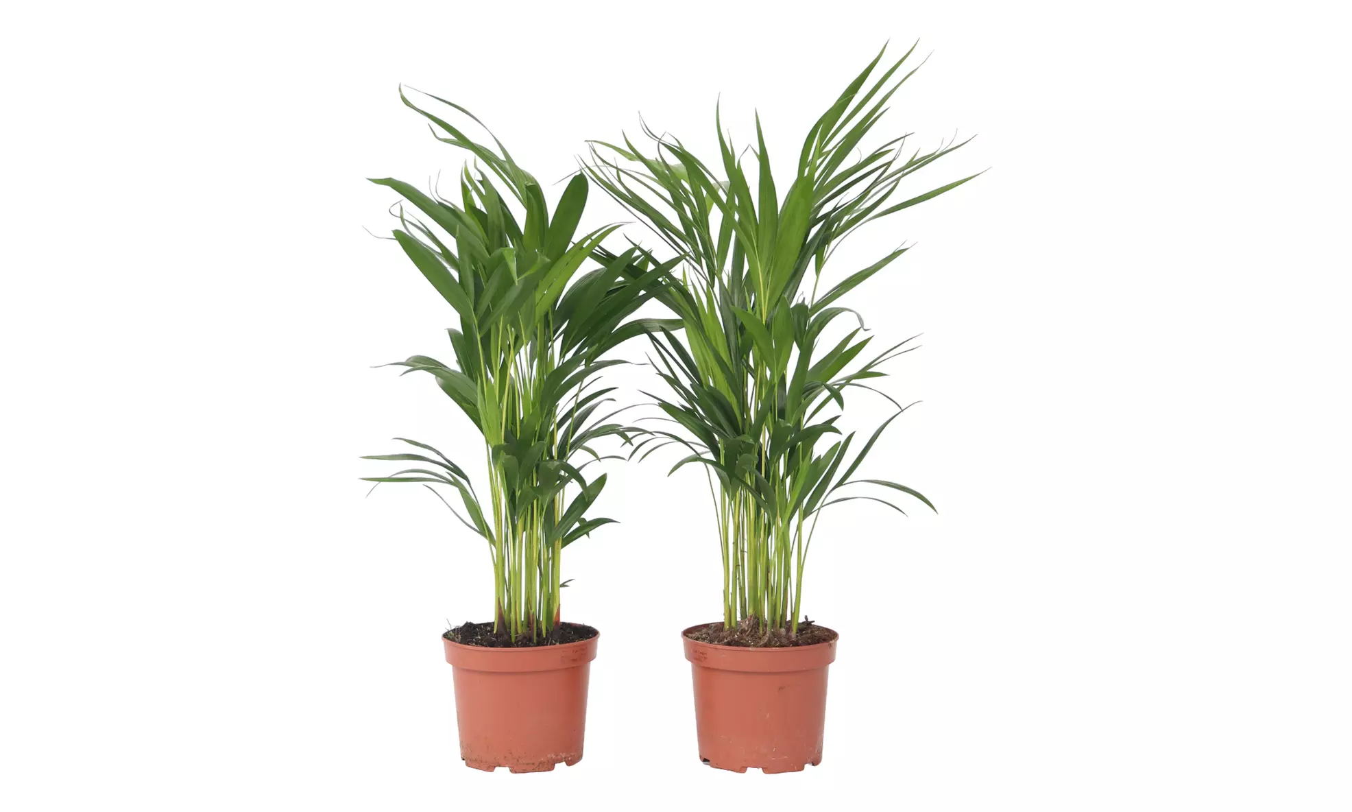 Luftreinigende Areca-Palme