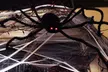 4FT Halloween Hairy Spider Realistic Hanging Prop Decoration Party Yard Decor - Second Medium