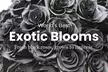 Rare. Elegant. Bold. Black Roses from Rosaholics Are The Ultimate Surprise Up to 71% Off. - Second Medium