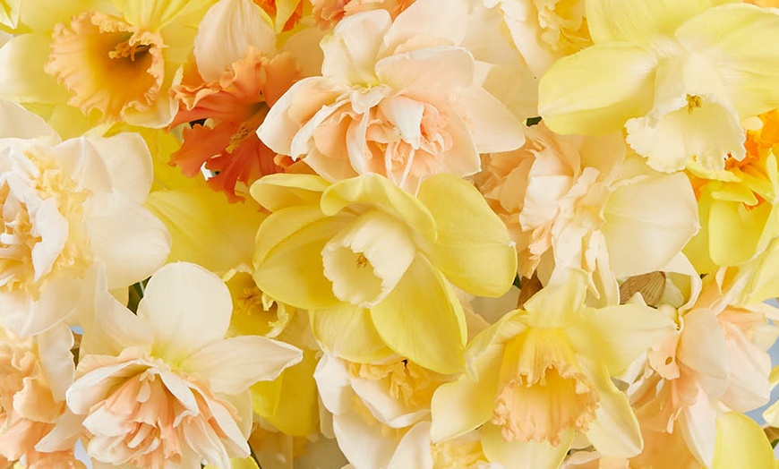 Image 2: 25 or 50 Narcissus 'Citrus Sorbet' Mixed Spring Flowering Bulbs