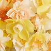 Image 2: 25 or 50 Narcissus 'Citrus Sorbet' Mixed Spring Flowering Bulbs