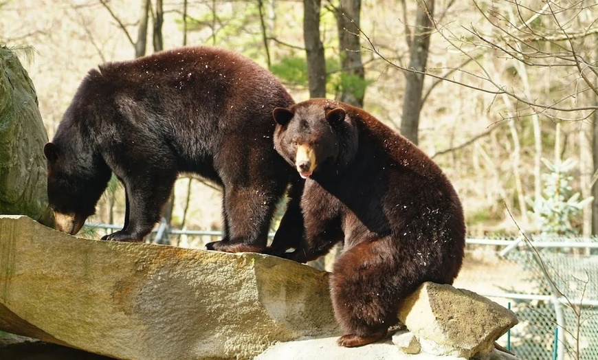 Image 3: Family Fun Awaits with Zoo Admission, Ride Wristbands, Special Events 