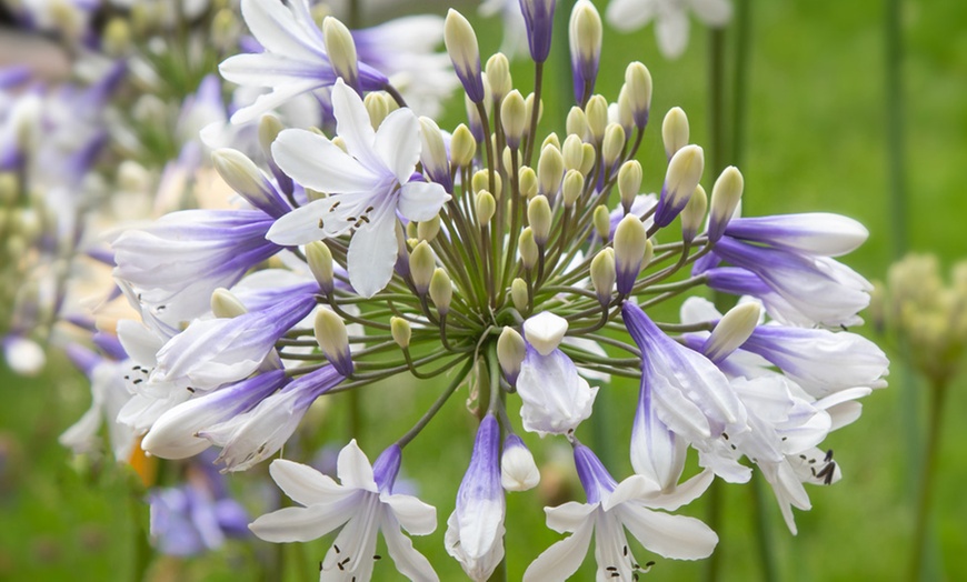 Image 3: Two or Four Summer-Flowering Agapanthus Duo Plants 9cm