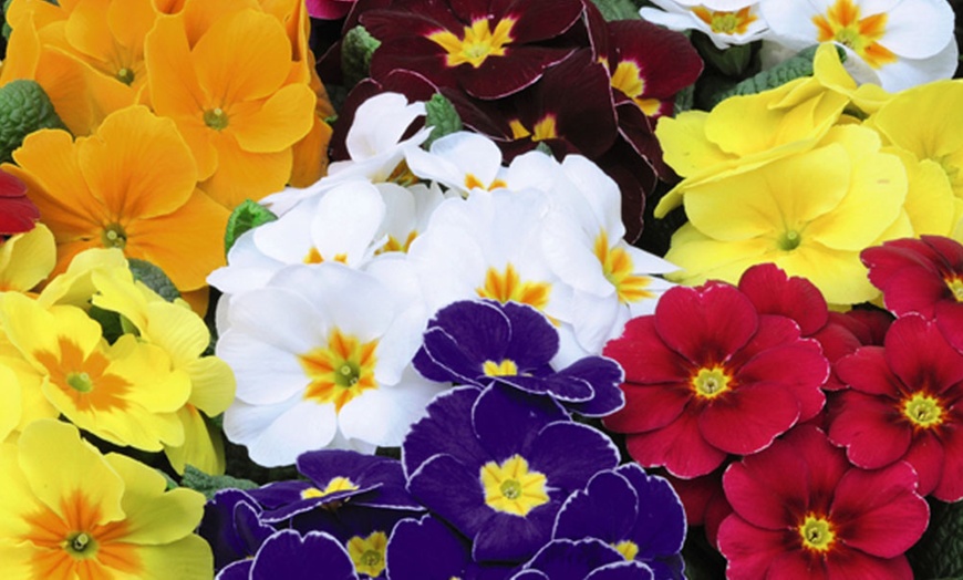 Image 13: Winter Flowering Primrose Mix - 24, 48 or 72 Plug Plants