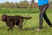 5 FT Dog Leash Reflective Nylon Rope Pet Running Tracking Leashes - Second Medium