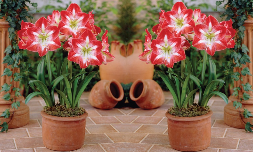 Image 3: Three or Six Amaryllis Bulbs Collection