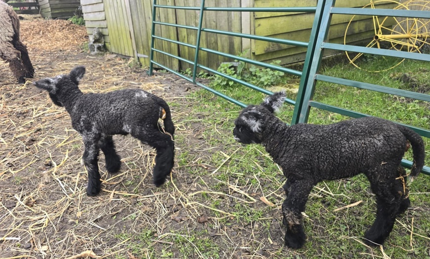 Image 8: Shepherd for a Day with Hands-On Farm Experiences