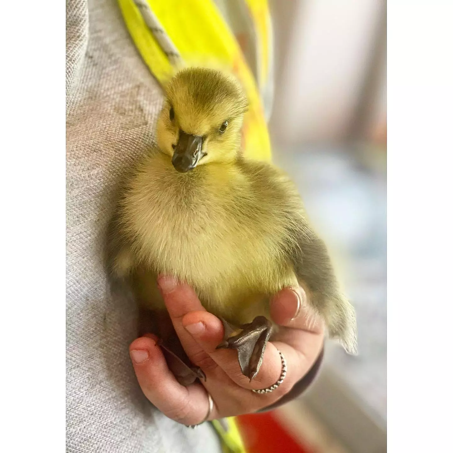 Afternoon Tea for Two