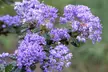 Discover Serene Beauty & Explore 86 Acres of Rare California Native Plants at California Botanic Garden - Second Medium