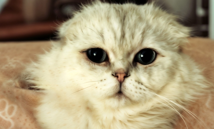 Image 6: Cat Cafe! 90-Minutes Cat Lounge Entry & Drink & Freshly Baked Pastry