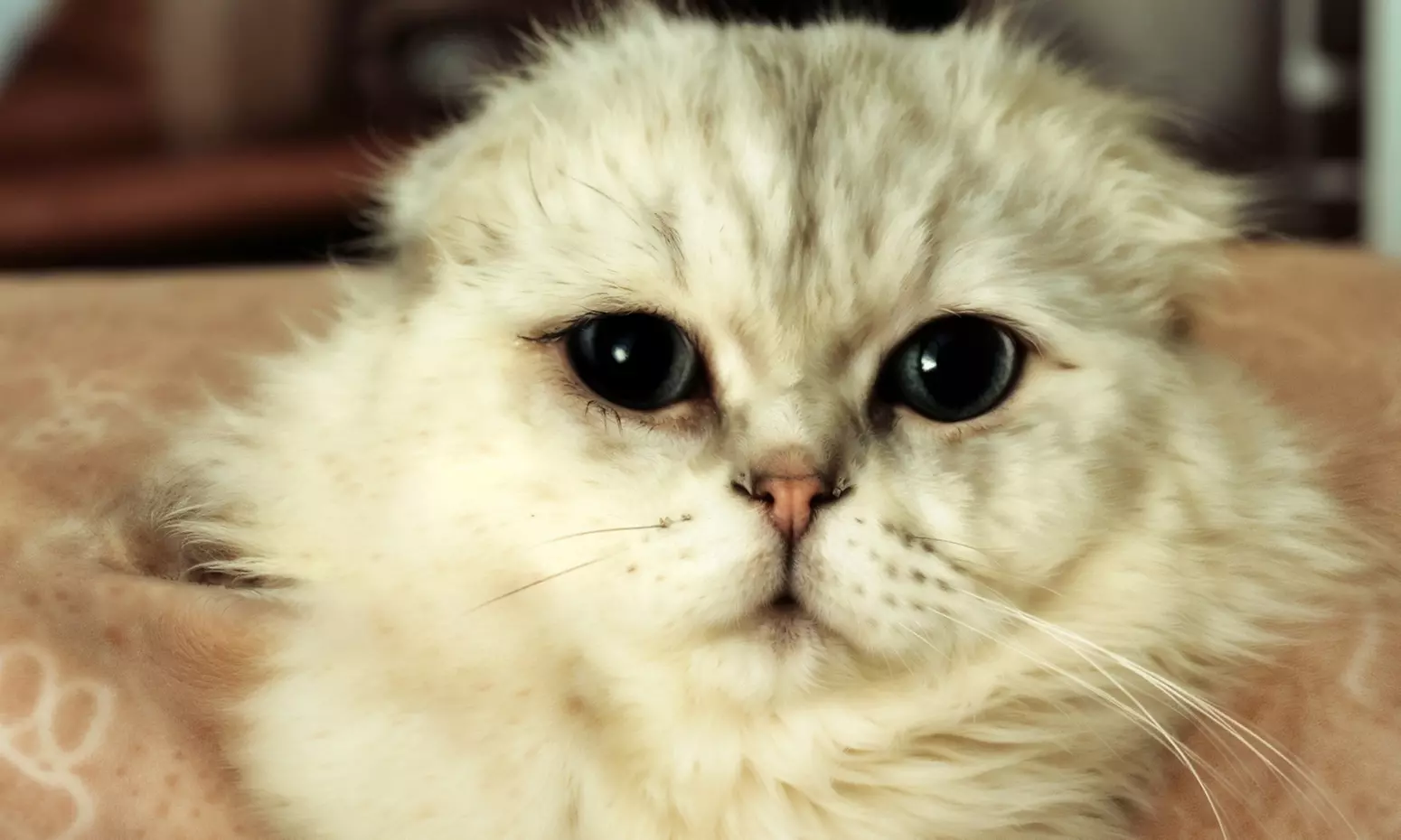 Cat Cafe! 90-Minutes Cat Lounge Entry & Drink & Freshly Baked Pastry