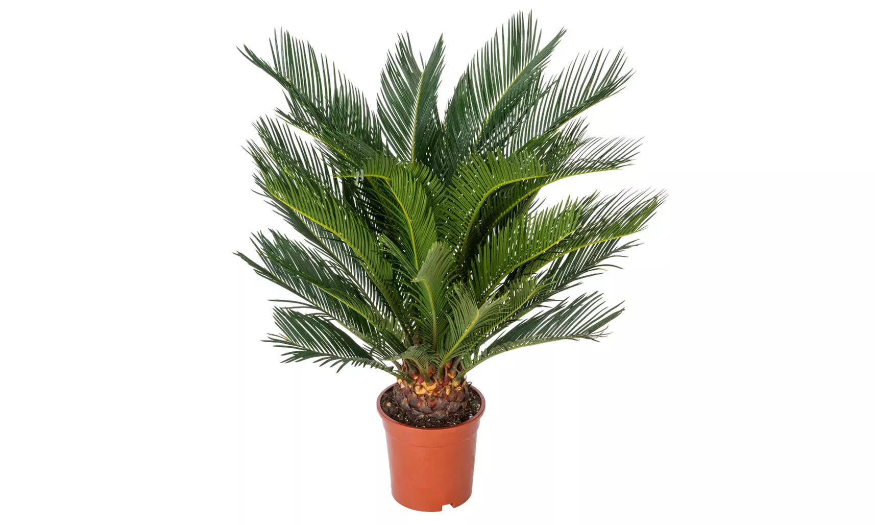 Cyca japonesa de tamaño normal o grande con maceta, de Gardenzo