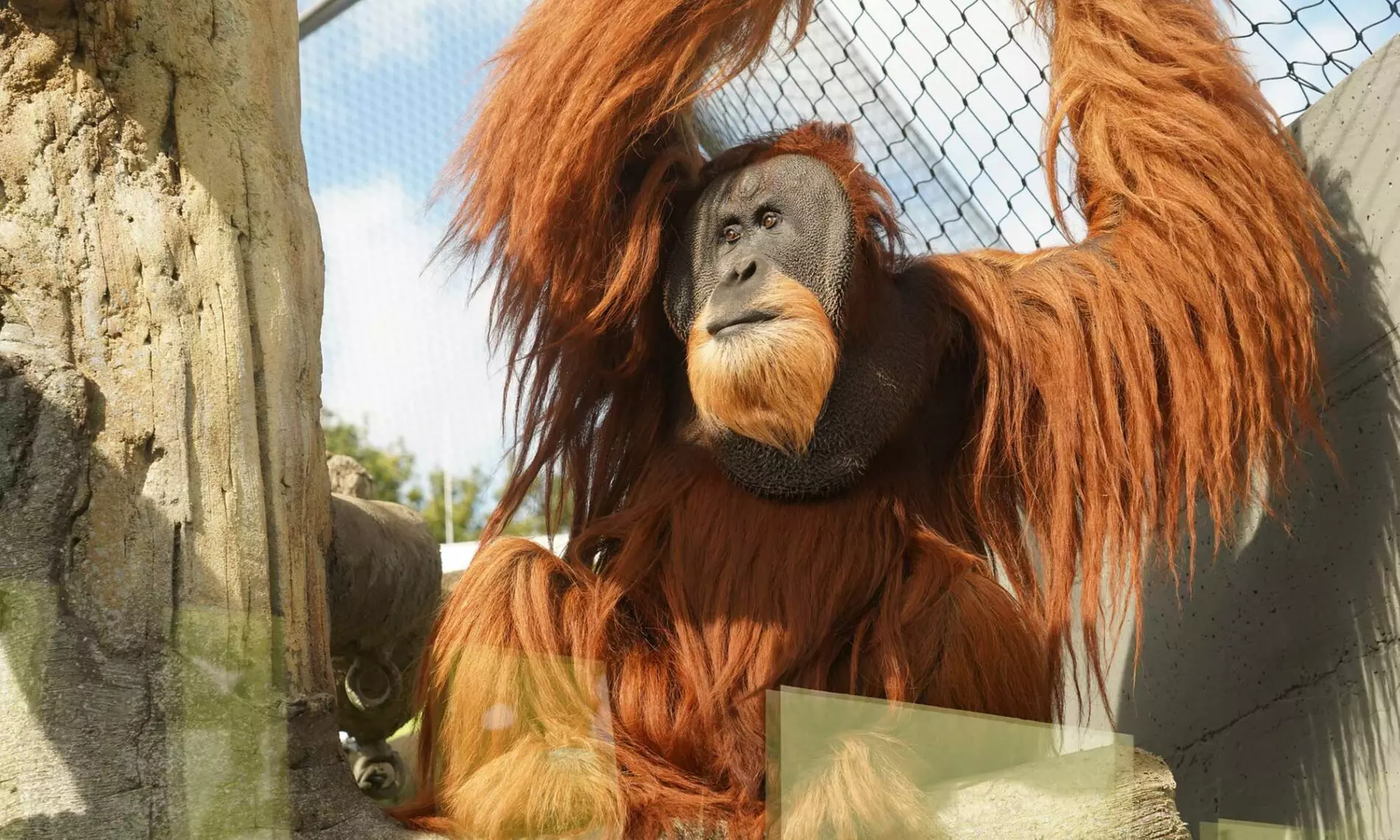 Tageskarte für 1 Erwachsenen im Zoo Dresden im Januar oder Februar '26