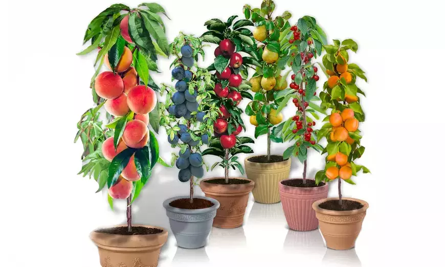 1 of 2 sets van 6 fruitbomen van ca. 80 cm hoog voor het balkon, terras of kleine tuin - Primary Image