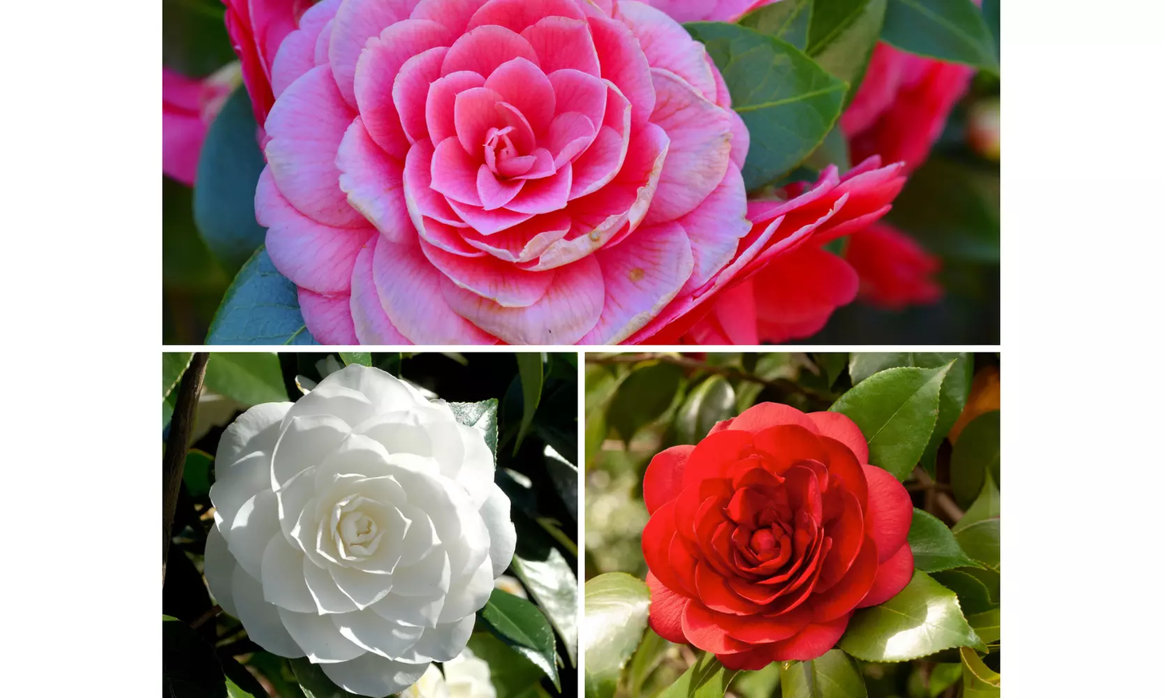 1 oder 2 japanische Rosen-Sträucher "Camellia japonica" XL