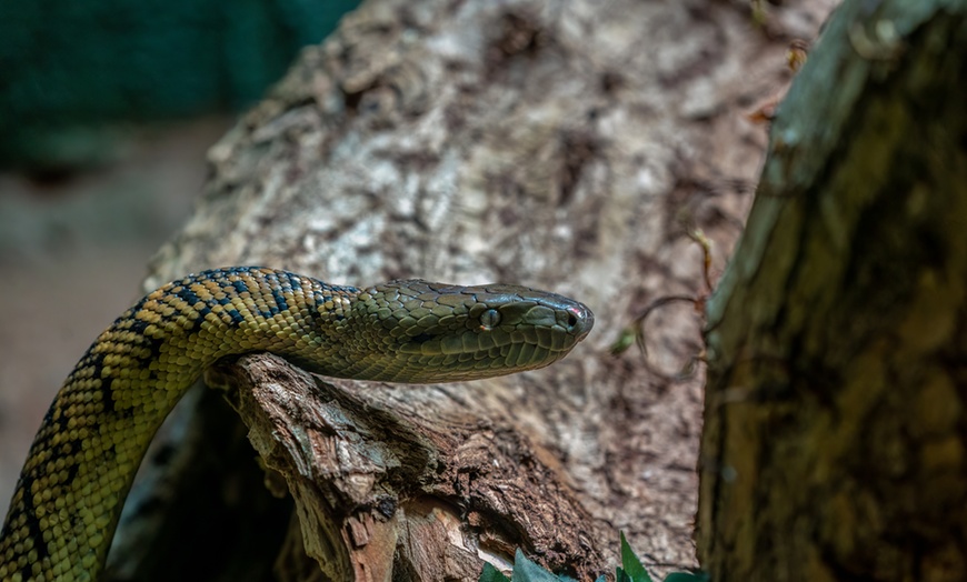 Image 12: Level up As A Wildlife Nerd at Dudley Zoo and Castle Entry