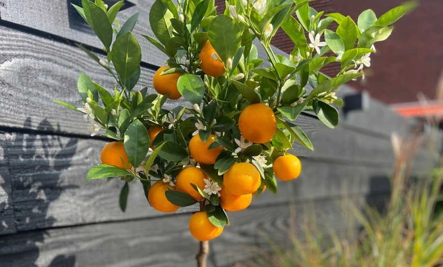 Image 3: Set van 3 Rootz citroen- of sinaasappelbomen