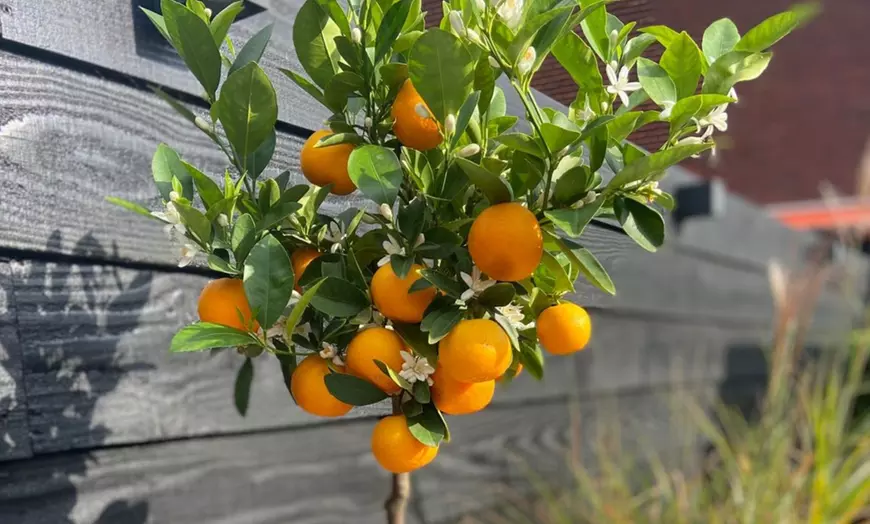 Image 3: Plants de citronnier ou oranger calamondin