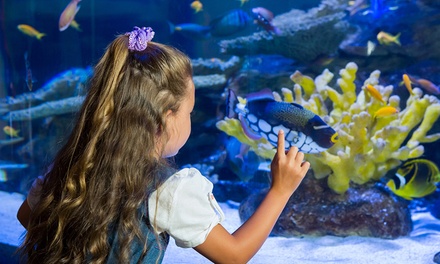 Pour un enfant de 3 à 15 ans : billet d'entrée pour l'Aquarium des Tropiques - aquarium des tropiques