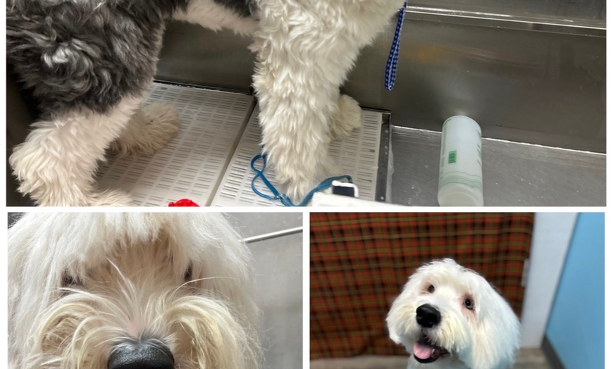 Image 3: Full Service or Doodle/Poodle Full Service Grooming Package for Dogs!