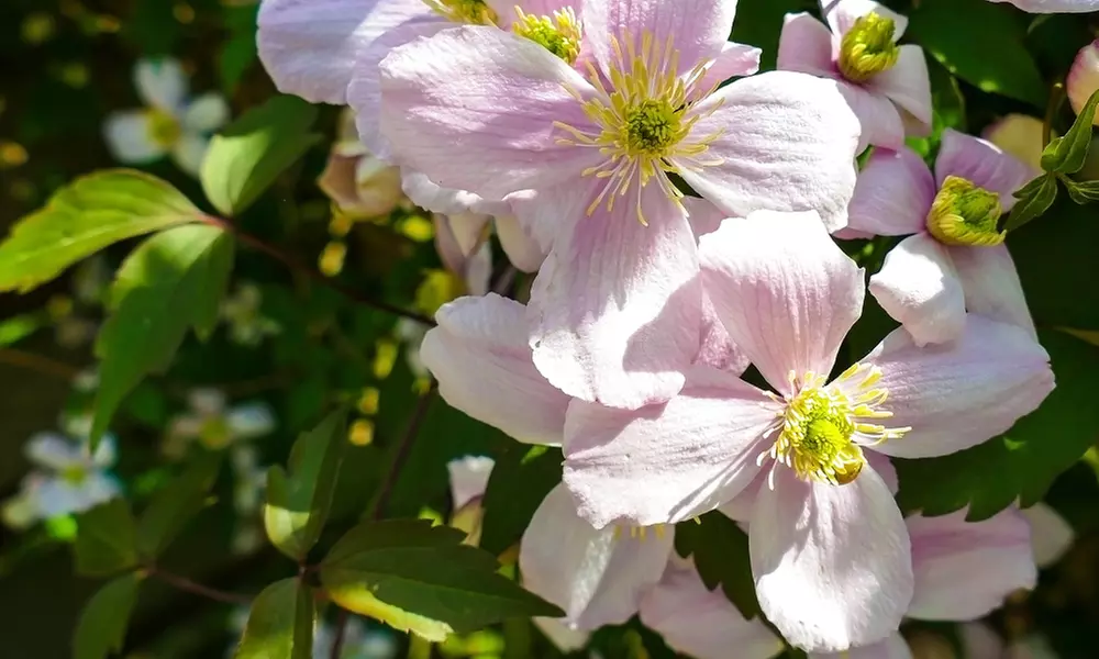One, Two or Three Clematis Potted Plants