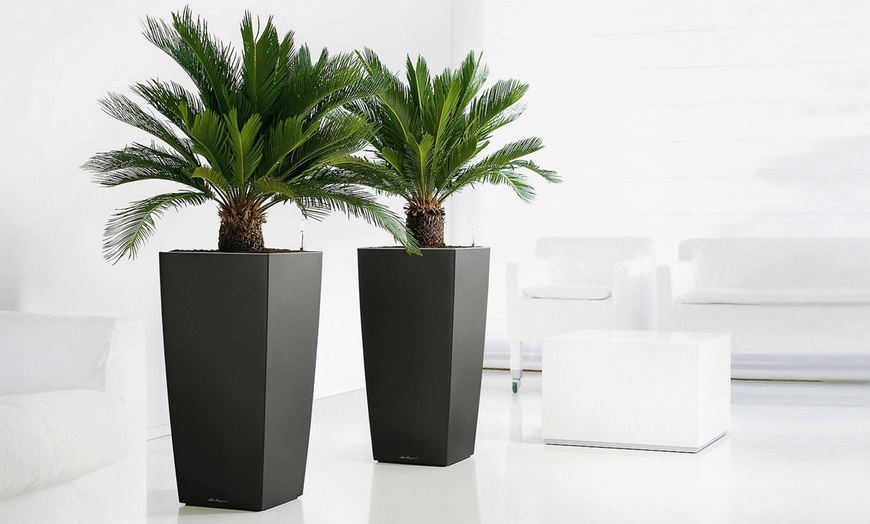 Image 1: Set van 2 palmbomen "Sago Palm"