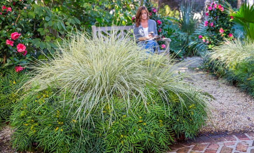 Image 6: Up to 3 Lomandra White Sands or Imperata (grass) Red Baron Plants 9cm