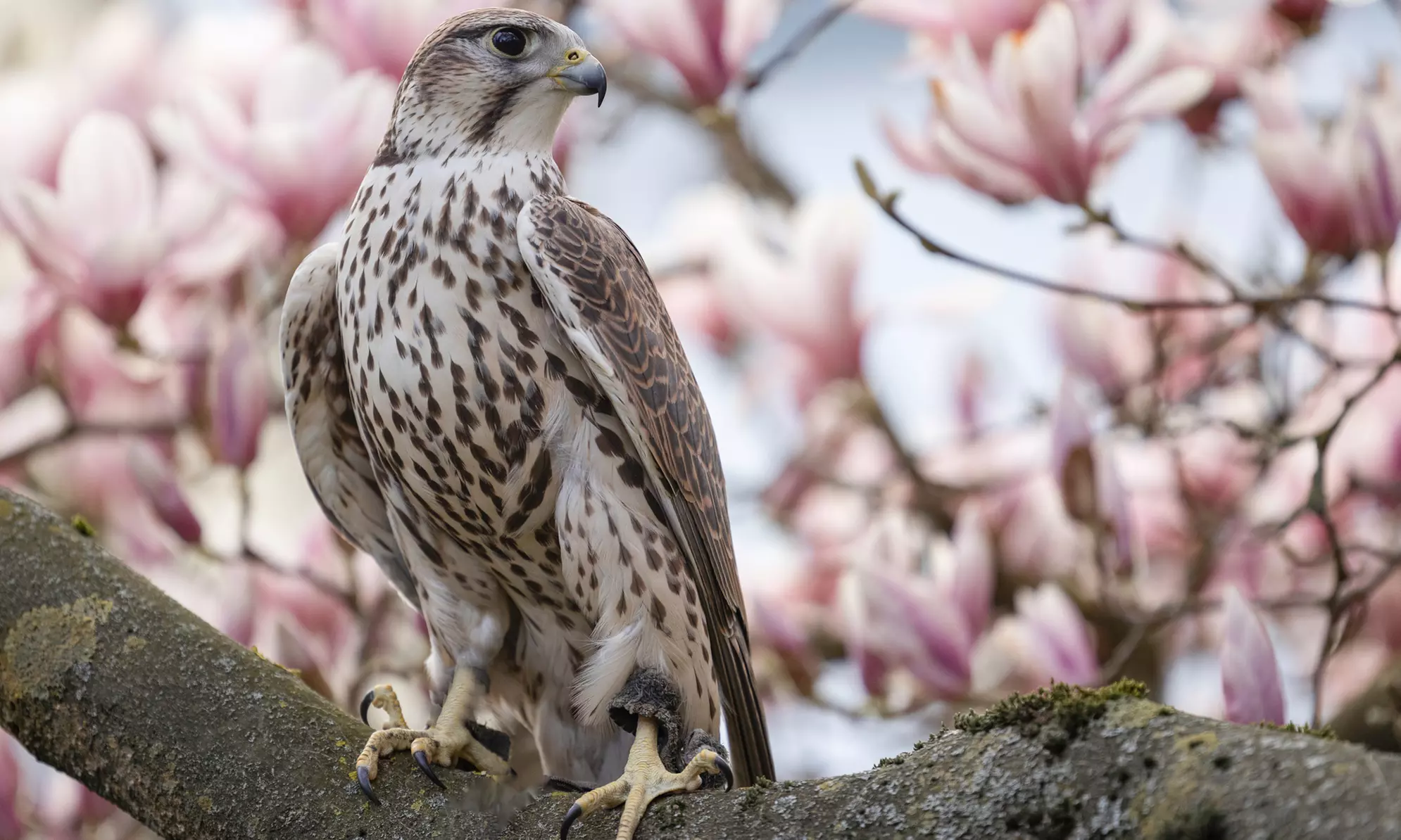 60 Min. Exklusives VIP-Falkner-Erlebnis für 1 oder 2 Personen