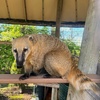 Image 17: African Safari Wildlife Park: Drive & Walk-Thru Safari w/ 400+ Animals