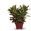 Image 11: Same Day Live Plants & Dish Gardens from Blooms Today with Delivery 60% Off