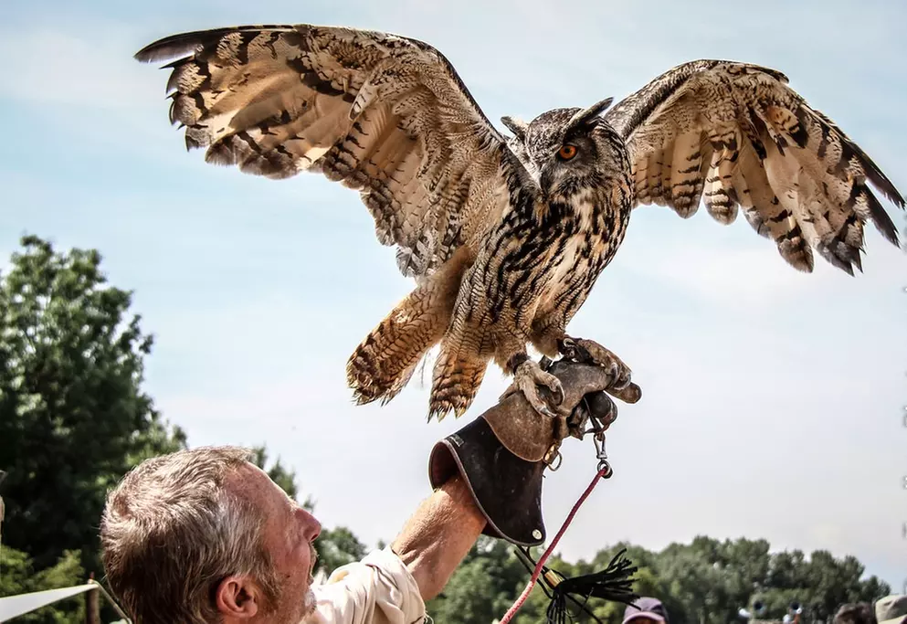 Elite Falconry Experience - Hands-On UK Adventure