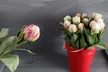 Double Scoop Ice Cream Tulip Flowers (3, 6, & 12 Bulbs With Planting Tool) - Second Medium
