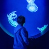 Image 6: Summer Sale! SeaWorld Tickets, Fun Cards & More! 77% Off