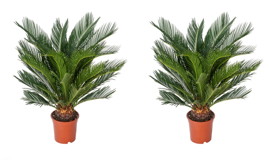 Image 4: 1 ou 2 Cycas du Japon "Cycas revoluta" de Gardenzo