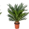 Image 4: 1 ou 2 Cycas du Japon "Cycas revoluta" de Gardenzo