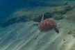 90-Minute Guided Snorkel Tour with Professional Photos for 1, 2, or 4 at Snorkel and Dive Tours (Up to 24% Off) - Second Medium