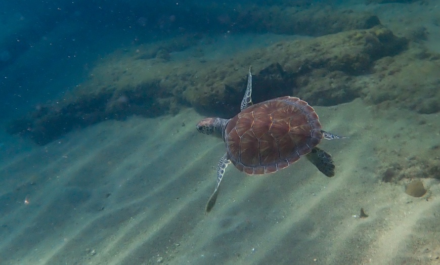Image 3: 90-Minute Guided Snorkel Tour with Professional Photos for 1, 2, or 4