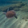 Image 3: 90-Minute Guided Snorkel Tour with Professional Photos for 1, 2, or 4
