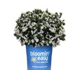 Image 8: Gardenias in Quart, 1 Gallon, and 3 Gallon Sizes with Free Shipping (Up to 24% Off)