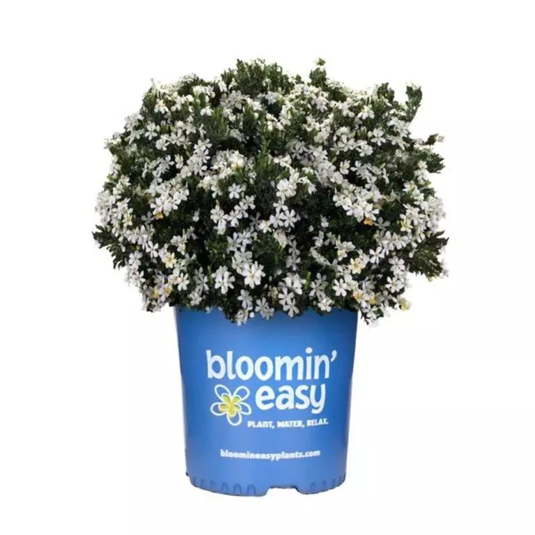 Gardenias in Quart, 1 Gallon, and 3 Gallon Sizes with Free Shipping (Up to 15% Off)