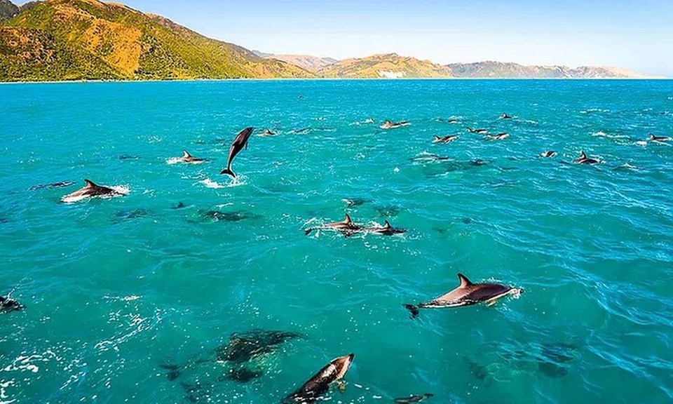 Sea Cave, Reef Snorkel, Wild Dolphin & More on a Speed Boat 