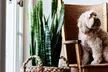 Next Day Delivery Plants in time for Mother's Day from 1-800-Flowers.com (Up to 50% Off) - Second Medium
