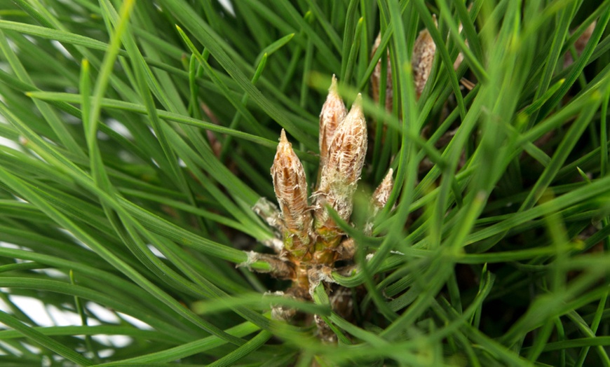 Image 5: Plante de pin "Pinus Summer Breeze"