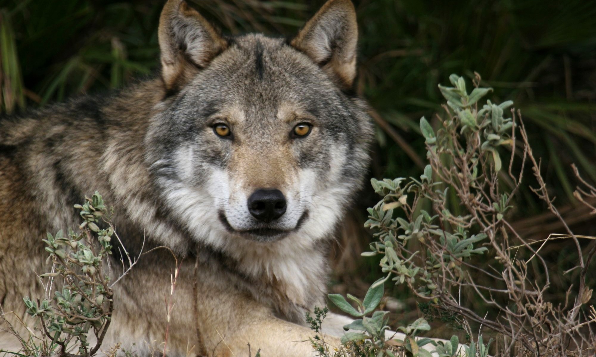 1 entrada de niño o adulto para Lobo Park Antequera con hasta un 30% de descuento