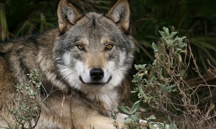 1 entrada de niño para Lobo Park Antequera - Lobo Park
