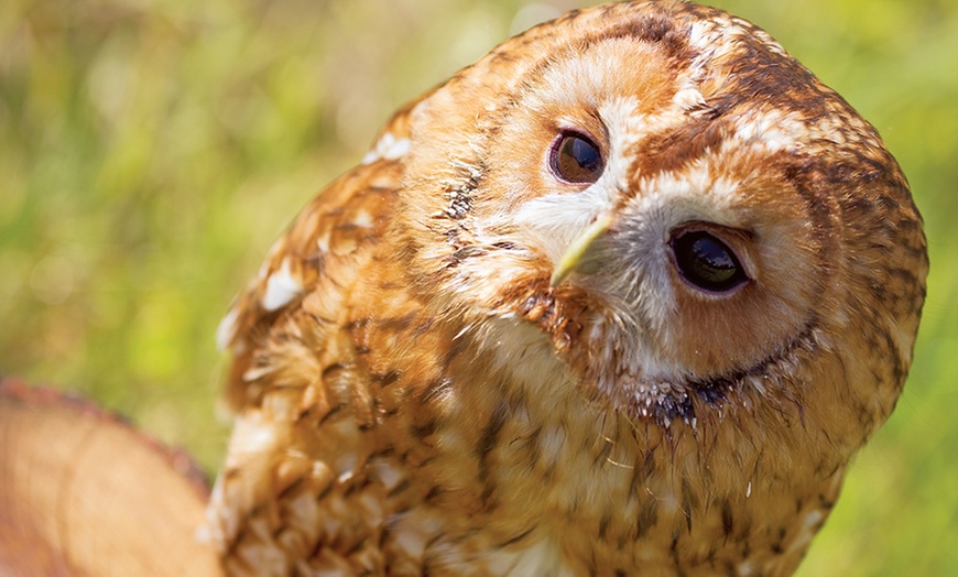 Image 8: Falconry Experience for up to Two People | Soar Into Adventure with Three exhilarating Hours at Adventure 001 